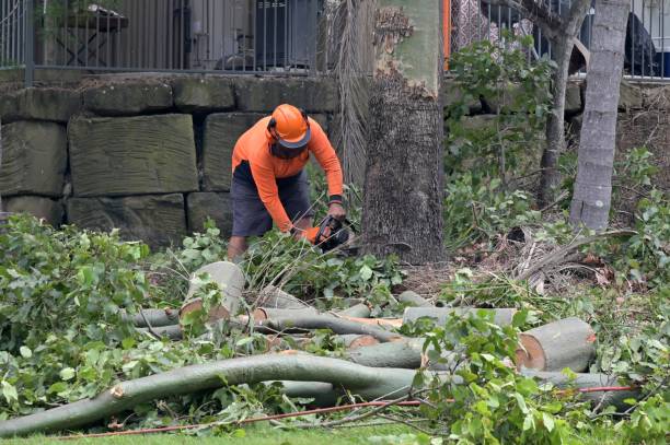 Professional  Tree Services in Las Vegas, NV